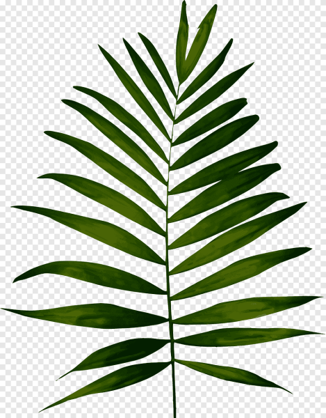 Tropical leaves вектор