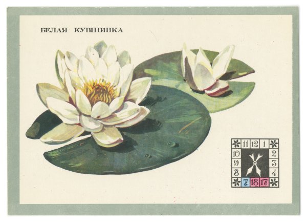 Кувшинка референс