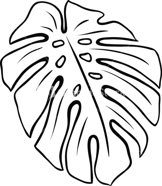 Монстера Вьюнок