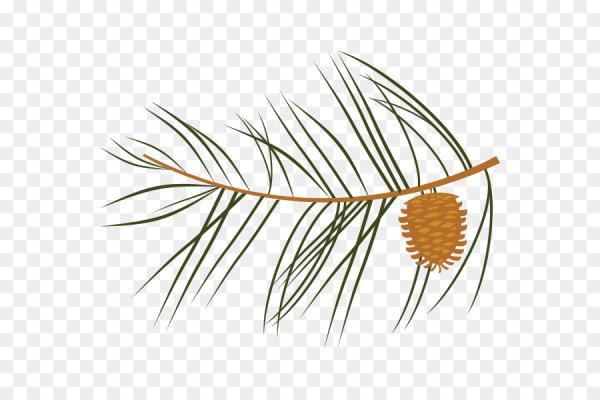 Рисование веточки сосны