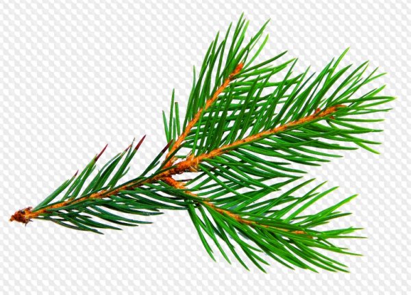 Рисование ветки сосны