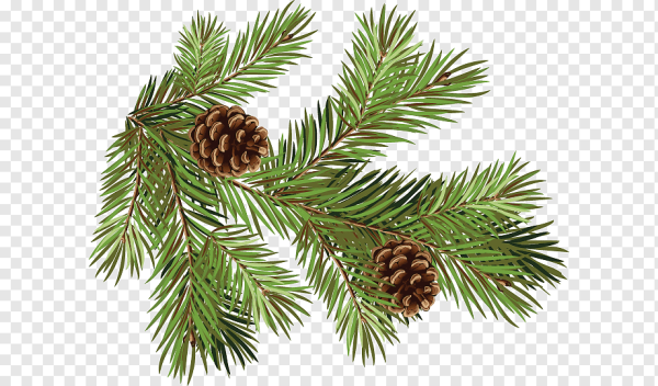 Зарисовка ветки сосны