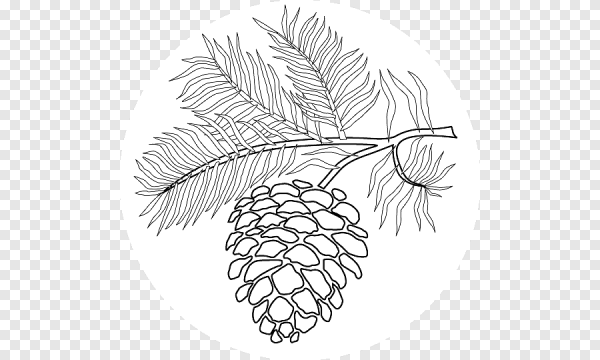 Веточки хвоинки и шишки
