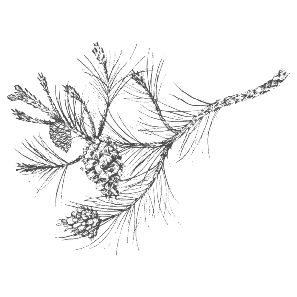 Pínus palústris шишка