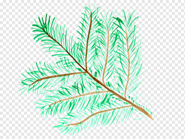 Рисование веточки сосны