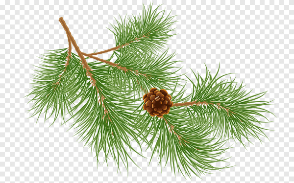 Ветка сосны карандашом