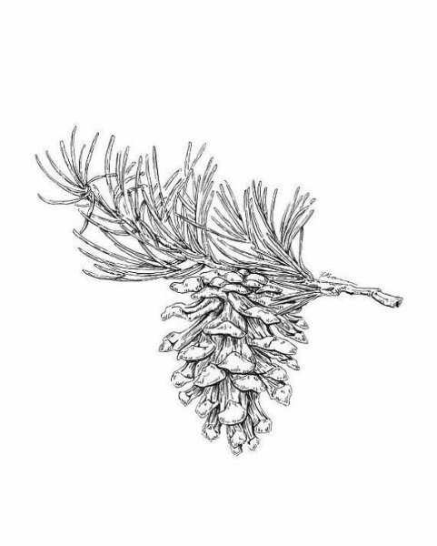 Шишка раскраска