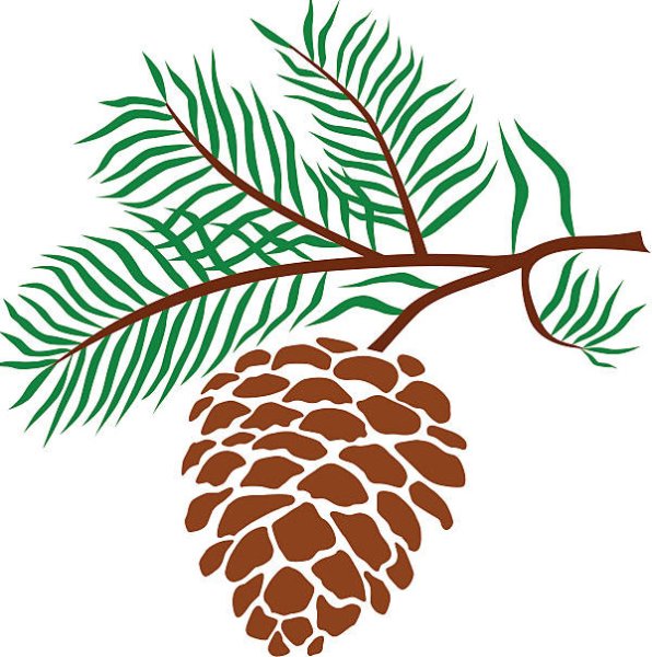 Сосновая ветка для детей средней