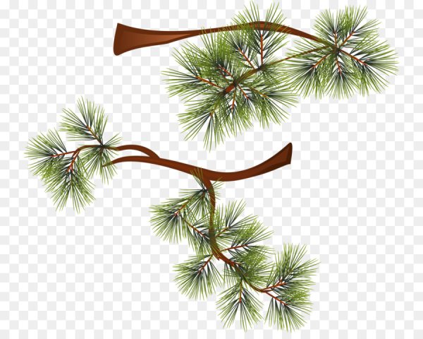 Мультяшная ветка сосны
