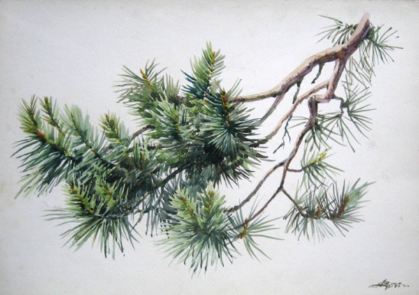 Хвойная ветка трафарет