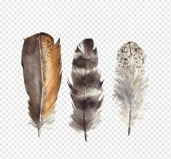 Перья птиц акварелью