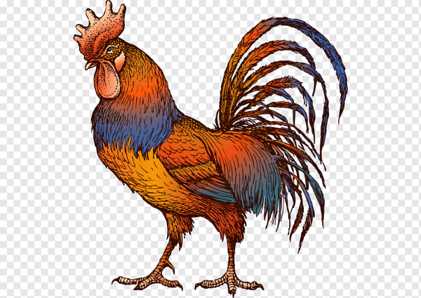 Перо петуха рисунок