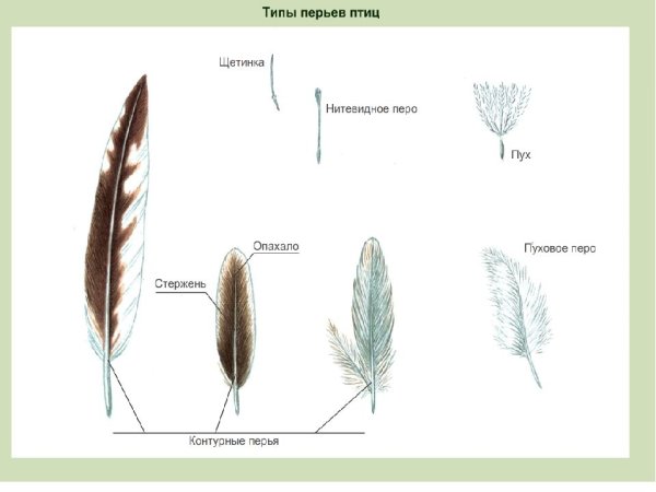 Перья птиц биология 7 пуховое