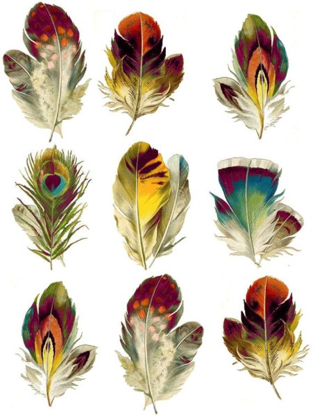 Строение контурного пера птицы