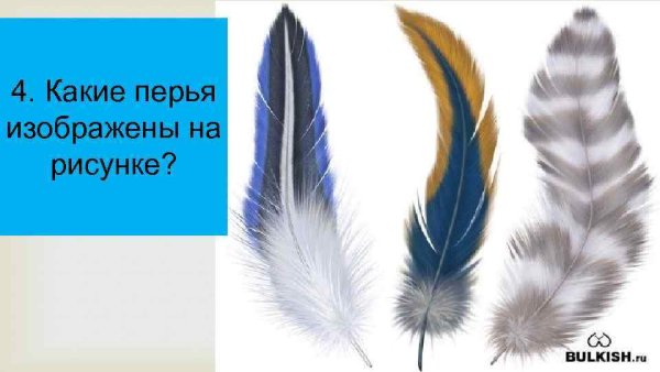 Поэтапное рисование перо