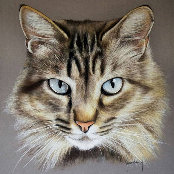 Реалистичные коты