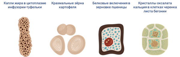 Трофические включения клетки