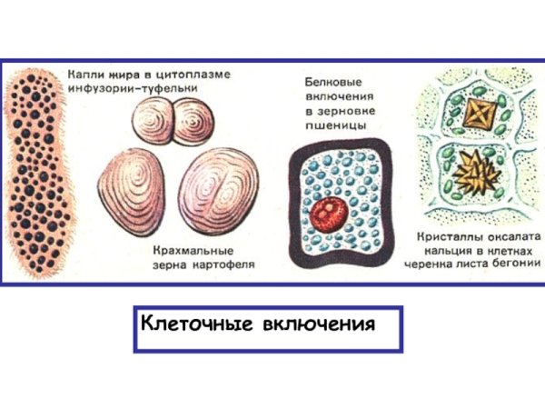 Клеточные включения строение