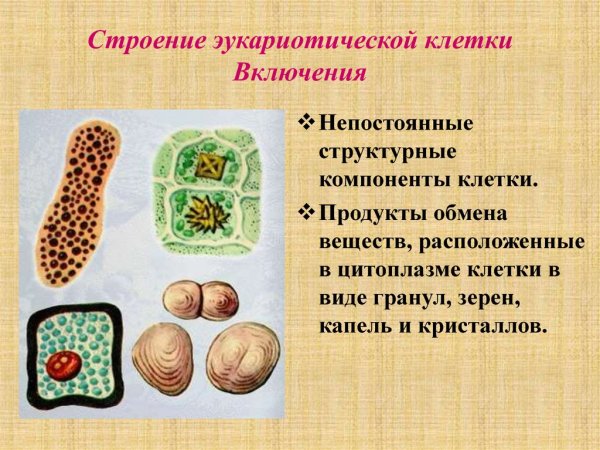 Клеточные включения строение и функции