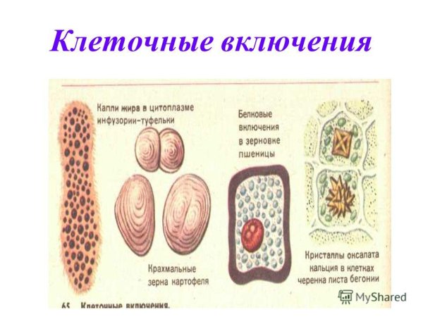 Клеточные включения эукариотической клетки строение и функции