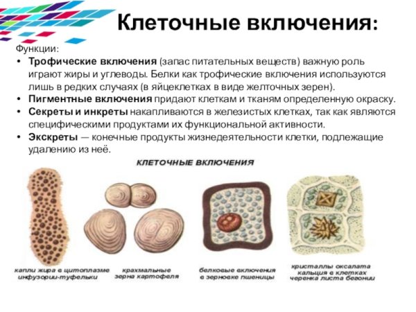 Клеточные включения функции