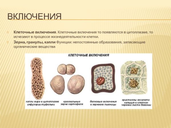 Клеточные включения строение и функции