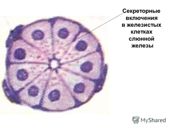 Секреторные включения клетки кожи