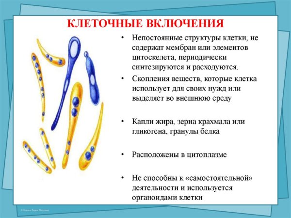 Клеточные включения строение и функции таблица