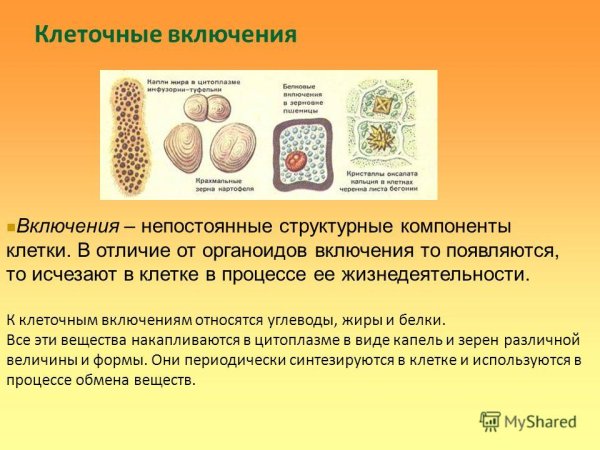Цитоплазматические включения в растительной клетке: