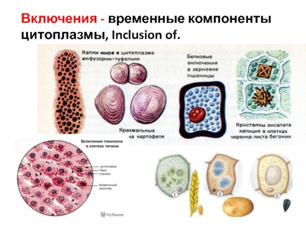 Цитология строение и жизнедеятельность клеток