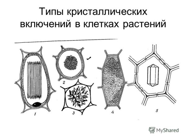Различные формы кристаллов оксалата кальция