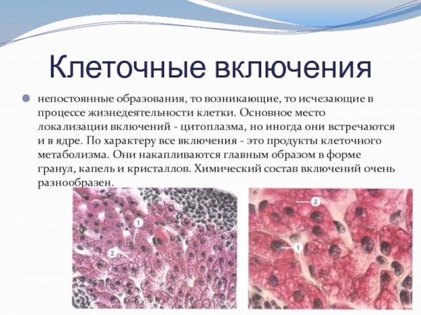 Клеточные включения строение и функции