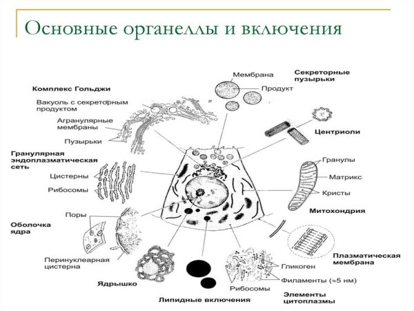 Органоиды клетки схема строения