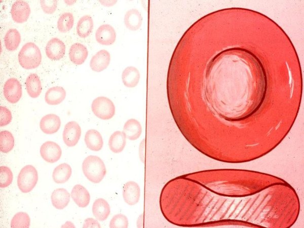 Эритроциты человека