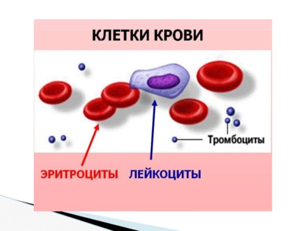 Лейкоциты тромбоциты эритроциты рисунок анатомия