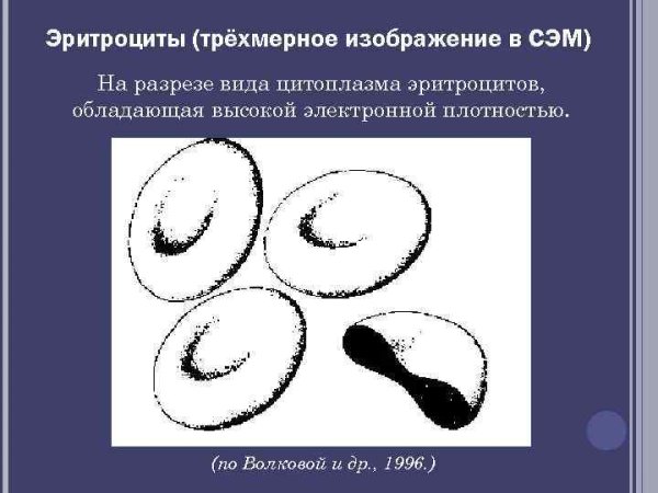 Эритроцит в разрезе
