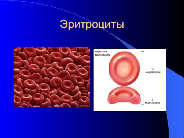 Эритроциты человека