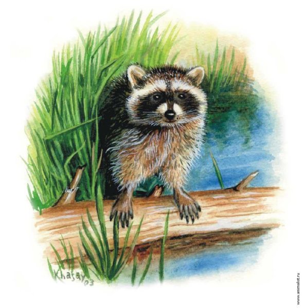 Енот полоскун иллюстрация