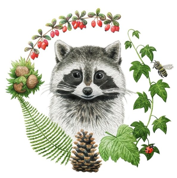 Енот картинка