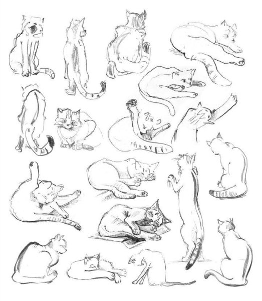 Кот сзади референс