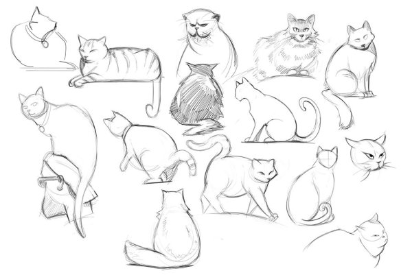 Кошка сзади референс