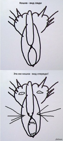 Путинский кот вид сзади