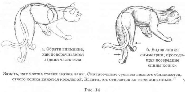 Анатомия кошки сзади