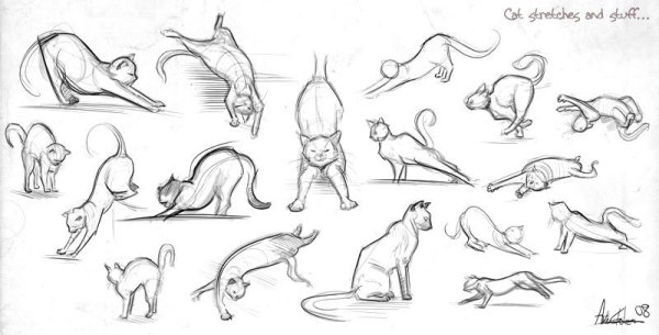 Кошка сбоку референс