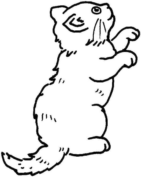 Котенок на задних лапах рисунок