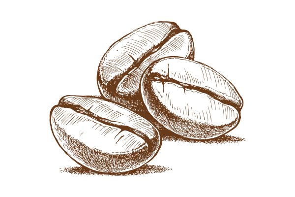 Зерна кофе вектор