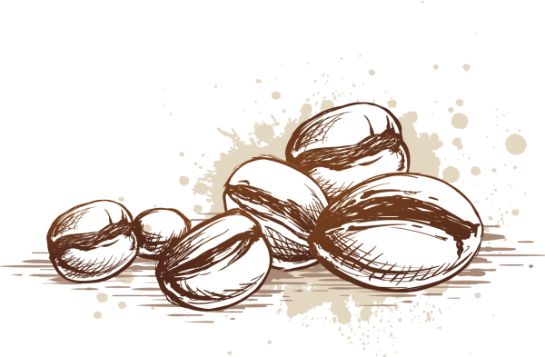 Кофейное зерно вектор