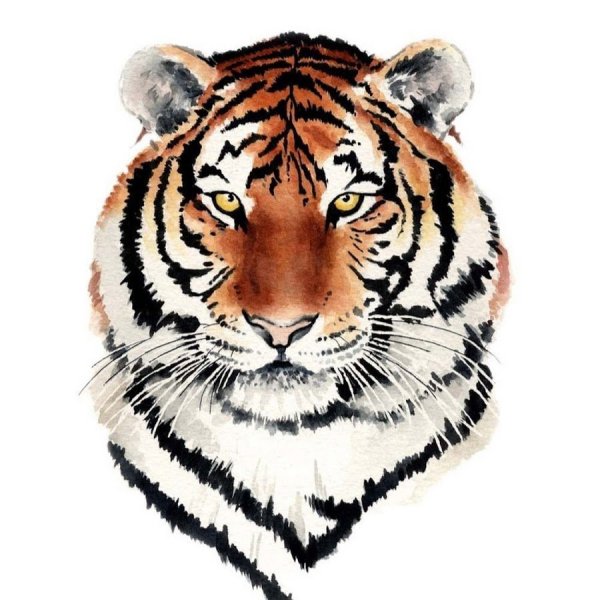 Рисунок тигра