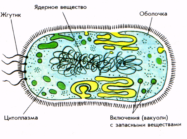 Рисунок бактериальной клетки с обозначениями