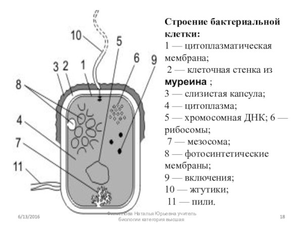 Схема строения бактериальной клетки биология